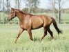 Dressurpferd Spirit of Dreams (Westfale, 2007, von Samba Hit III)