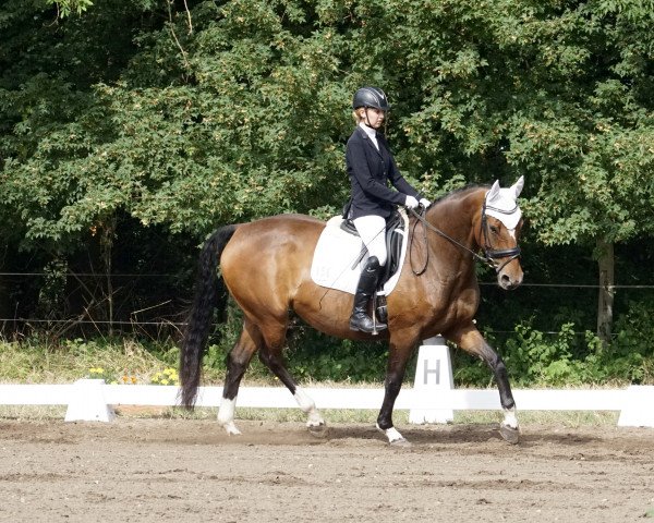 dressage horse Denise 118 (German Sport Horse, 2004, from Dionysos 19)