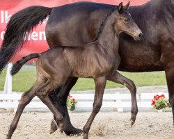 dressage horse Lord Locke (Hanoverian, 2016, from Londontime)