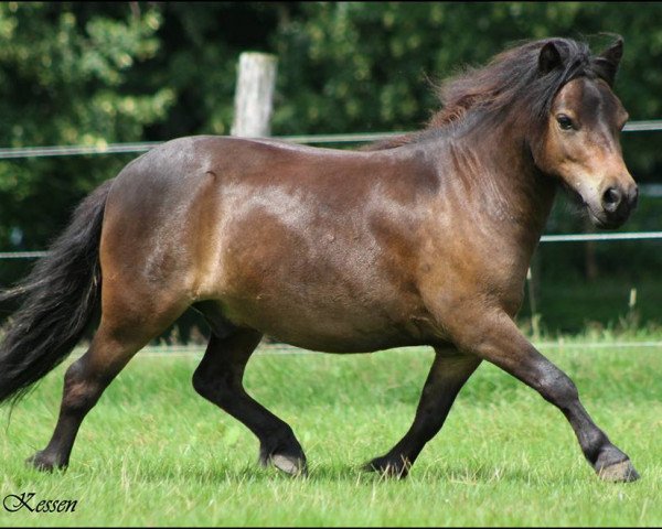 horse Vröhlich (Shetland Pony, 2012, from Vesuv)