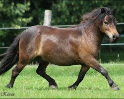 Pferd Vröhlich (Shetland Pony, 2012, von Vesuv)