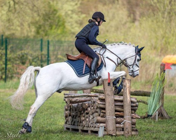 jumper Waldhof’s Picasso (German Riding Pony, 1998, from Pepe)