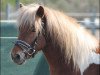 dressage horse Percy Jackson Von Kessen (Shetland B (about 107-117), 2013, from Putz)