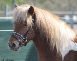 dressage horse Percy Jackson Von Kessen (Shetland B (about 107-117), 2013, from Putz)