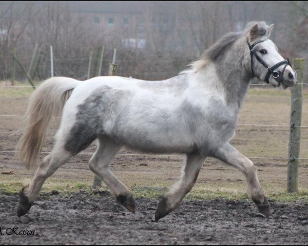 horse Indian vom Frankenberg (Kleines Deutsches Pony, 2014, from Leemkuil's Ikor)