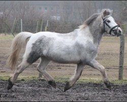 horse Indian vom Frankenberg (Kleines Deutsches Pony, 2014, from Leemkuil's Ikor)