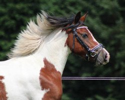 dressage horse G-Star (Lewitzer, 2012, from Game Boy 71)