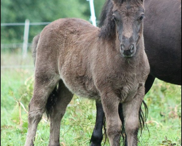 stallion Royal Fighter (Shetland Pony, 2016, from Wells Royal Rebel)