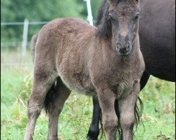 stallion Royal Fighter (Shetland Pony, 2016, from Wells Royal Rebel)