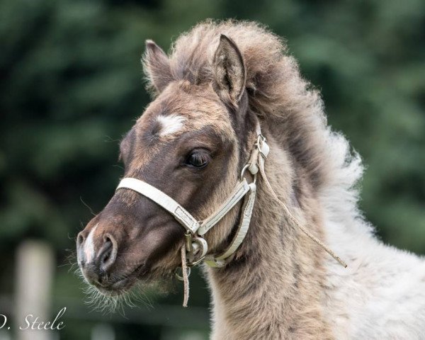 Zuchtstute Rose-Princess (Shetland Pony, 2016, von Amadeus von Dalberg)