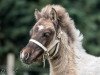 broodmare Rose-Princess (Shetland Pony, 2016, from Amadeus von Dalberg)