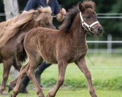 horse Melodie von Kessen (Shetland Pony, 2016, from Fallohides Chopin)