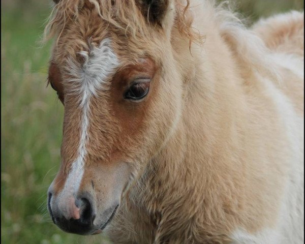 Zuchtstute Lady Lauren (Shetland Pony, 2016, von Amadeus von Dalberg)