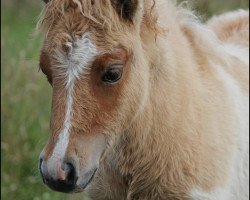 broodmare Lady Lauren (Shetland Pony, 2016, from Amadeus von Dalberg)