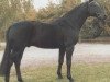 stallion Menotti (Hanoverian, 1988, from Matcho AA)