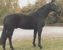 stallion Menotti (Hanoverian, 1988, from Matcho AA)