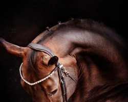 dressage horse Salinero 28 (German Sport Horse, 2010, from Sarotti 43)