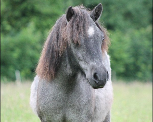 Zuchtstute Goldmarie von Kessen (Shetland Pony, 2015, von Wellenberg I-Punkt)