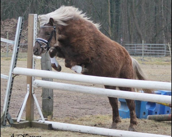 Zuchtstute Elfenzauber (Deutsches Classic Pony, 2014, von Jim Beam vom Moritzberg)