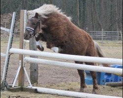 broodmare Elfenzauber (German Classic Pony, 2014, from Jim Beam vom Moritzberg)