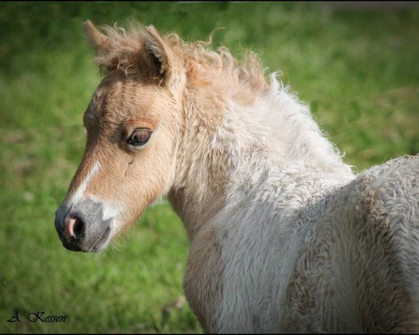 Pferd Amaretto (Shetland Pony, 2016, von Amadeus von Dalberg)