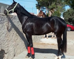 broodmare Valentina (Hanoverian, 2013, from Sancisco)