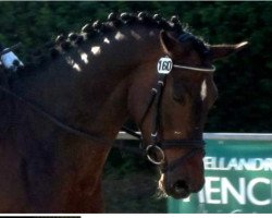 horse Deepalee (Westfale, 2007, from Donnersmarck)