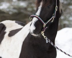 dressage horse Devita 19 (Pinto, 2013, from Castor)