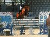 jumper Eclips van Berkenbroek (Belgian Warmblood, 2004, from Nonstop)