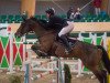 jumper Lugano 310 (Shagya Arabian, 2002, from Levisto Z)