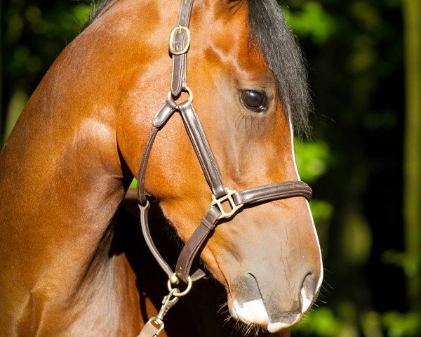 stallion Der Duke 2 (German Riding Pony, 2010, from Reitland's Du oder Keiner)