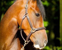 Deckhengst Der Duke 2 (Deutsches Reitpony, 2010, von Reitland's Du oder Keiner)