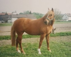 horse Melissa (25% ox) (Edelbluthaflinger,  , from Gilbhart (50% ox))