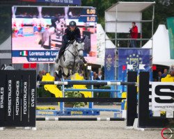 broodmare Jeleena de Muze (Belgian Warmblood, 2009, from Tornado)