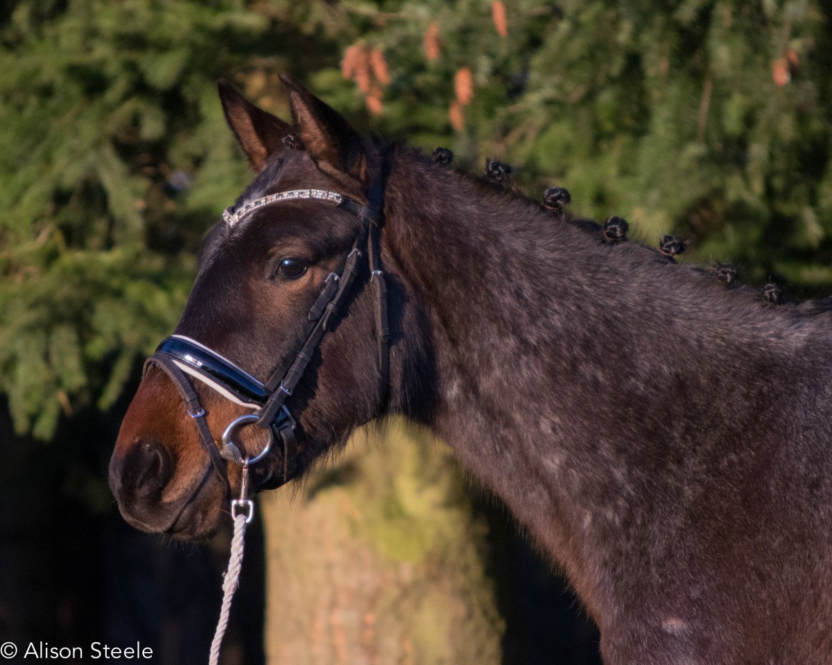 Springpferd Sturmwind 130 (Deutsches Reitpony, 2014)