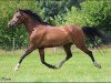 broodmare Littel Gipsy (German Riding Pony, 2007, from Samba King)