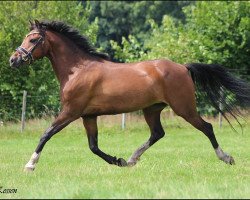 broodmare Littel Gipsy (German Riding Pony, 2007, from Samba King)