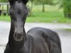 Dressurpferd Sir Skyfall SA (Österreichisches Warmblut, 2014, von All At Once)