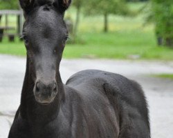 Dressurpferd Sir Skyfall SA (Österreichisches Warmblut, 2014, von All At Once)