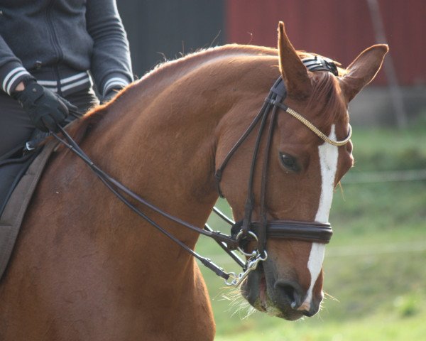 horse Chilli (Danish Warmblood, 2007)