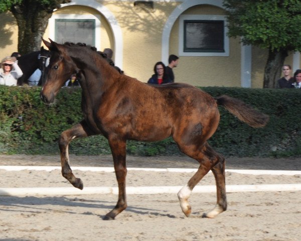 dressage horse G-Star SA (Austrian Warmblood, 2016, from Goldberg 15)
