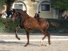 dressage horse G-Star SA (Austrian Warmblood, 2016, from Goldberg)