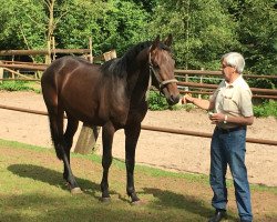 Pferd Moreno 86 (Edles Warmblut, 2013, von Marido)