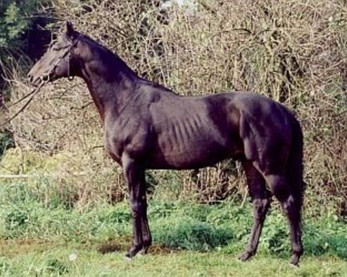 stallion Divisor xx (Thoroughbred, 1995, from Revlon Boy xx)