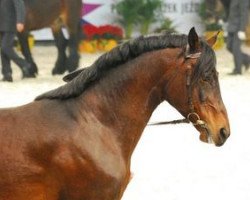 stallion Efekt AA (Anglo-Arabs, 1999, from Veritas AA)