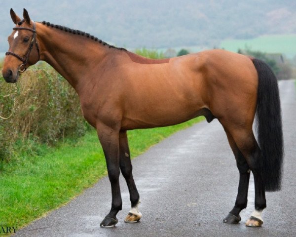 stallion Giovani de La Pomme (Belgian Warmblood, 2006, from Shindler de Muze)