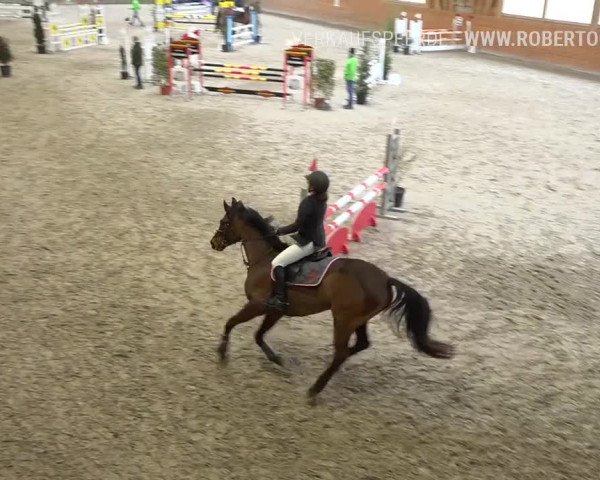 Reitturnier Rüti 2019
