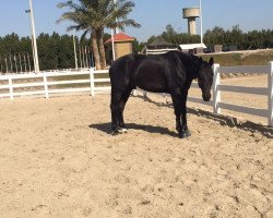 jumper Ebelino (Hanoverian, 2005, from Escudo I)