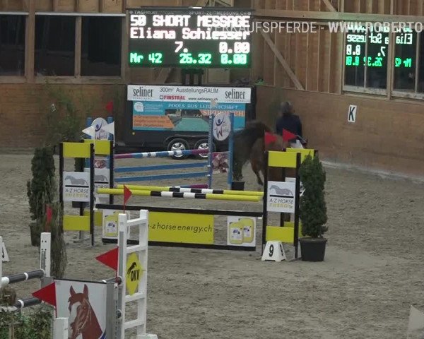 Reitturnier Rüti 2019