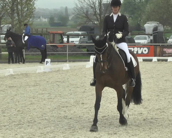 Reitturnier Achern 2019